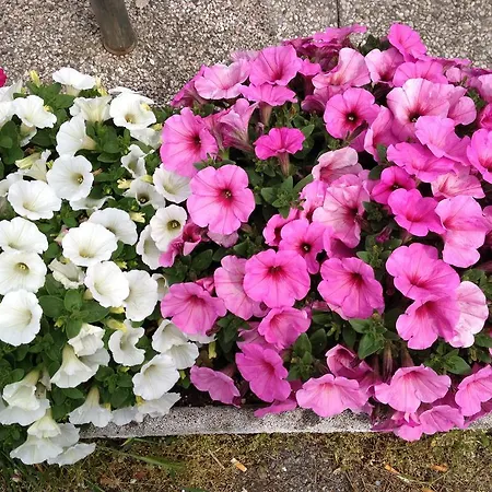Hotel Flora Desenzano del Garda